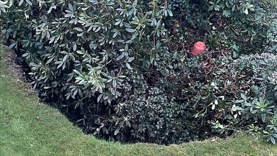 Ein Rhododendron, der in Buxtehude plötzlich in ein rund zehn Meter großes Erdloch gerutscht ist © Feuerwehr Buxtehude 