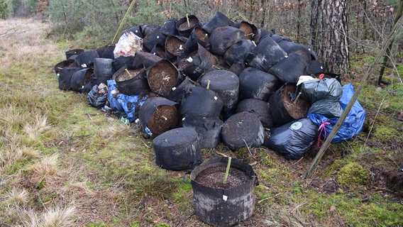 Unbekannte haben Cannabis-Wurzelballen in der Lüneburger Heide entsorgt. © Polizeiinspektion Harburg 