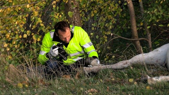 Nach einem Unfall werden an einem Pferd mittels Kamera Spuren gesichert. © TV Elbnews Foto: TV Elbnews