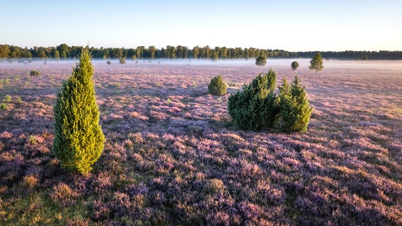 Die Oberoher Heide blüht lila. © Lüneburger Heide GmbH 