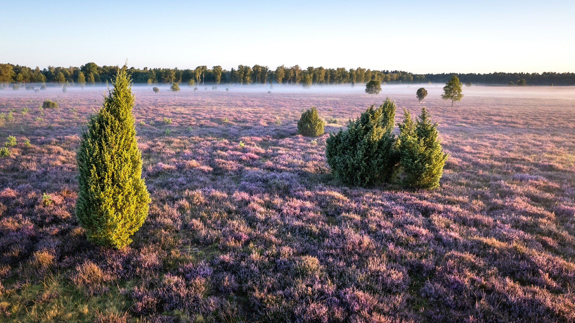 Heideblüte erreicht am Wochenende ihren Höhepunkt | NDR.de - Nachrichten -  Niedersachsen - Studio Lüneburg