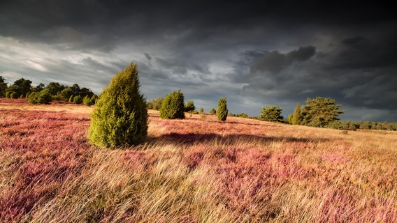 Regenwolken über der Lüneburger Heide. © picture alliance / Zoonar | Olha Rohulya Foto: Olha Rohulya