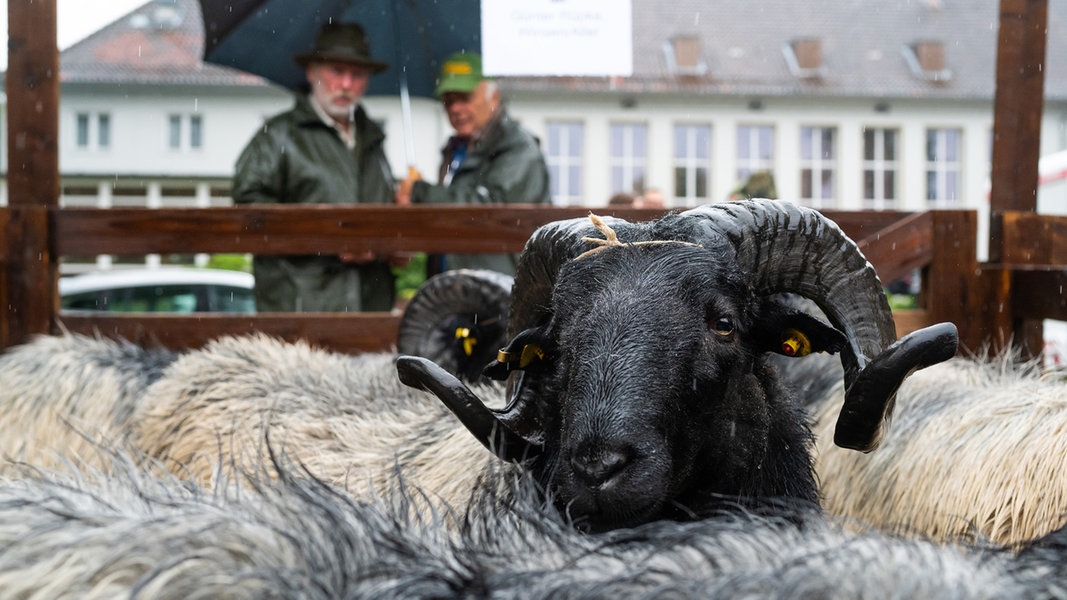 Nachrichten Aus Niedersachsen Ndr De Nachrichten