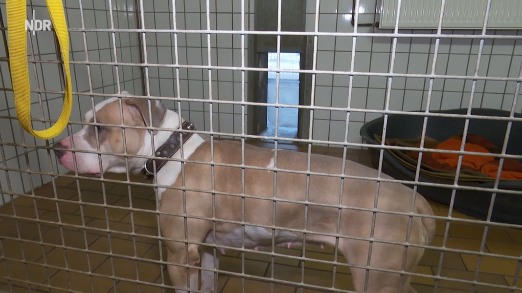 Unterlüß Behörde rettet zehn verwahrloste Hunde NDR.de Nachrichten