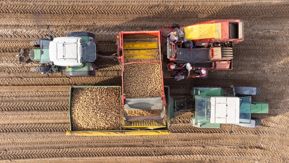 Eine Luftaufnahme zeigt Kartoffelroder auf einem Feld bei der Ernte. © dpa-Bildfunk Foto: Philipp Schulze