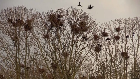 Viele Krähen sitzen in Nestern in einem Baum. © TV-Elbnews 