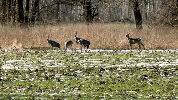 Kraniche stehen auf einer Wiese im Landkreis Harburg. © TeleNewsNetwork 