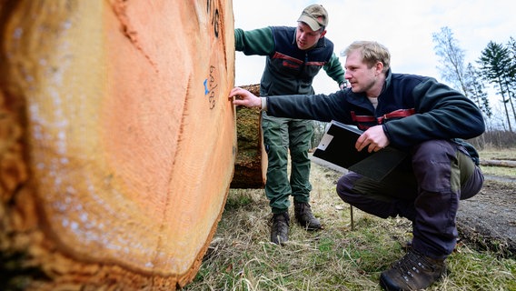 Zwei Mitarbeiter der Niedersächsischen Landesforsten begutachten auf dem Wertholzlagerplatz in Oerrel einen Stamm der Douglasie. © dpa Bildfunk Foto: Philipp Schulze