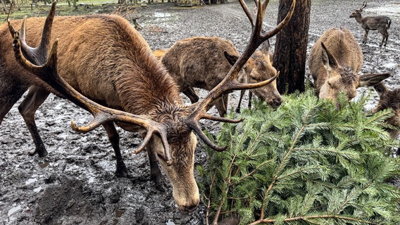 Hirsche fressen von einem ausgedienten Weihnachtsbaum im Wildpark Müden. © NDR Foto: Regina Hamborg