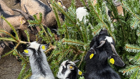 Ziegen knabbern an einem ehemaligen Weihnachtsbaum. © NDR Foto: Regina Hamborg