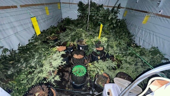 Blick in eine Cannabis-Plantage. © Polizeiinspektion Stade 