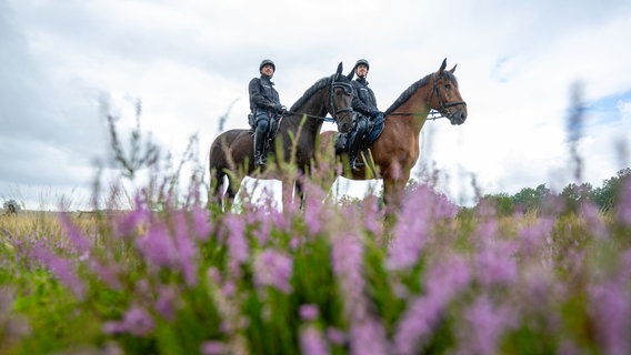 Im Vordergrund sind Heidepflanzen zu sehen. Im Hintergrund sitzen zwei Polizisten auf ihren Pferden. © dpa Foto: Philipp Schulze