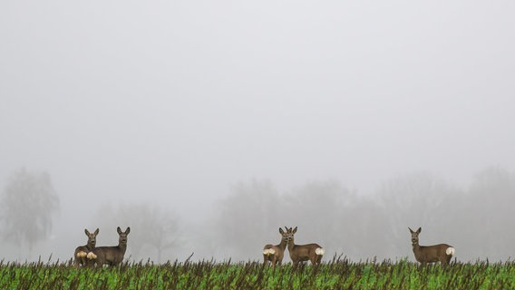 Rehe stehen bei Nieselregen auf einem Feld. © Philipp Schulze/dpa Foto: Philipp Schulze