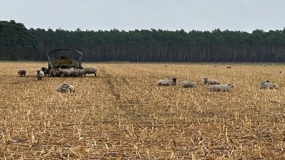 Schafe stehen auf einer Weide, ein Wagen mit Heu steht auf dem Feld. © NDR Foto: Anna Fietz