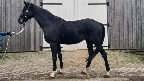 Ein Rapphengst, der im Auftrag des Amtes Veterinärwesen und Verbraucherschutz des Landkreises Stade öffentlich versteigert wird. © Landkreis Stade 