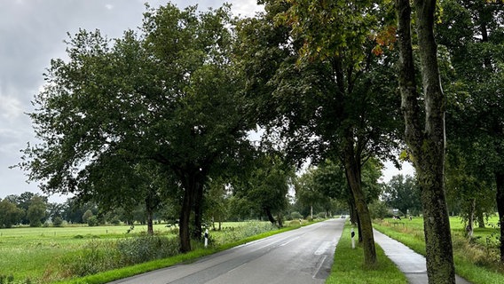 Eine Kreisstraße ist gesäumt von Bäumen, wie eine Allee. © Landkreis Stade Foto: Daniel Beneke