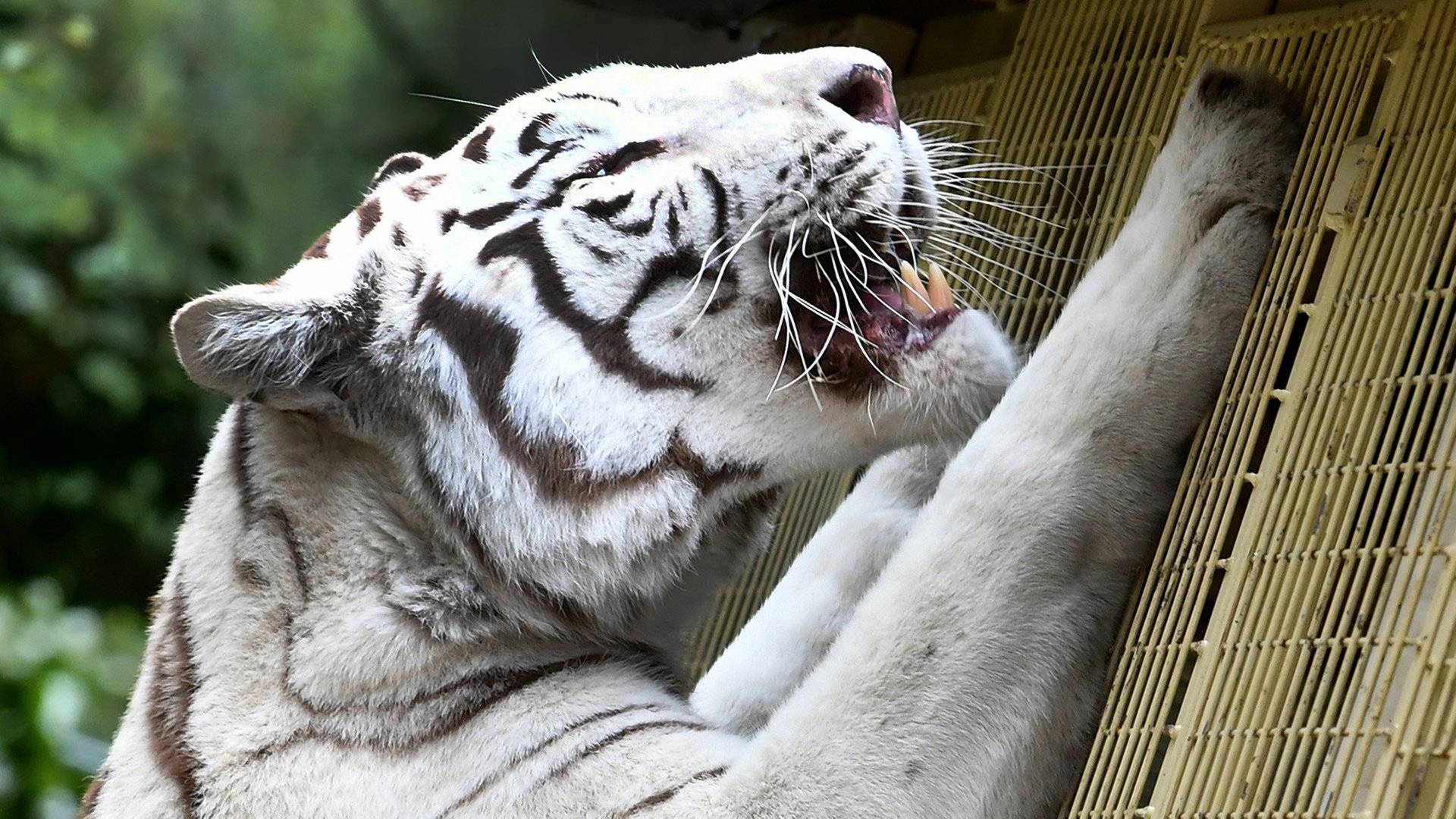 Den Atem Des Weissen Tigers Spuren Ndr De Ratgeber Reise Tierparks