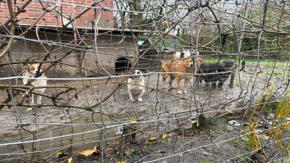 Vier Hunde stehen auf schlammigem Boden in einem Zwinger, Zäune sind im Vordergrund. © Polizeiinspektion Stade 