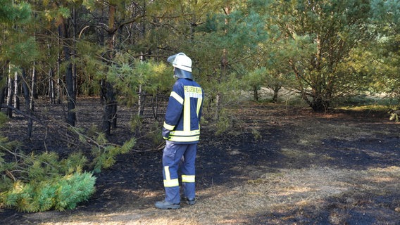 Ein Feuerwehrmann steht nach einem gelöschten Waldbrand in einem Waldstück. © JOTO Foto: Tobias Johanning