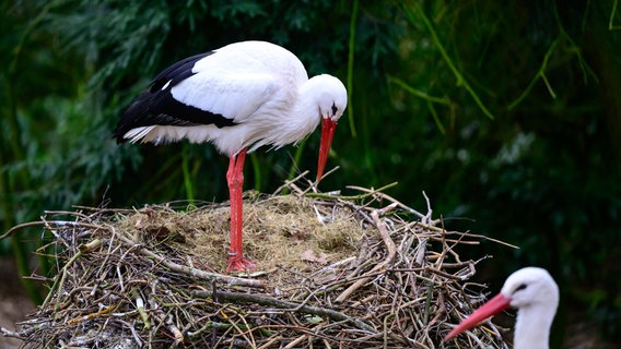 Störche bauen ein Nest im Vogelpark Walsrode. © Philipp Schulze/dpa Foto: Philipp Schulze