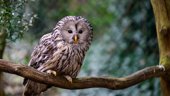 Ein Habichtskauz sitzt im Weltvogelpark Walsrode auf einem Ast. © Philipp Schulze/dpa Foto: Philipp Schulze