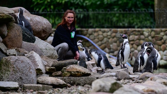 Stefanie Alonso, zoologische Leiterin im Weltvogelpark Walsrode, kontrolliert die Humboldtpinguine im Park. © Philipp Schulze/dpa Foto: Philipp Schulze