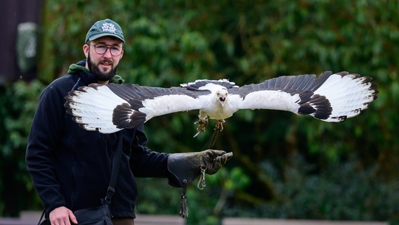 Michael Lenzgen, Mitarbeiter im Weltvogelpark Walsrode, übt mit einem Palmgeier. © Philipp Schulze/dpa Foto: Philipp Schulze