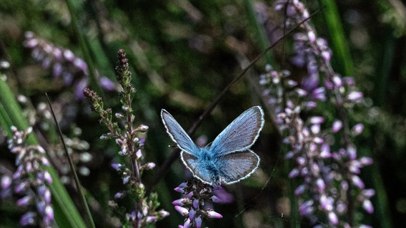 Ein blauer Schmetterling auf einer Pflanze. © NDR Foto: Lorenz Wodzinski