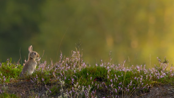 Ein Kaninchen sitzt in der Lüneburger Heide. © NDR Foto: Rene Ebert