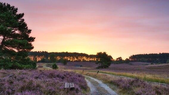 Heide-Blüte in der Lüneburger Heide. © NDR Foto: Jens Bahlburg