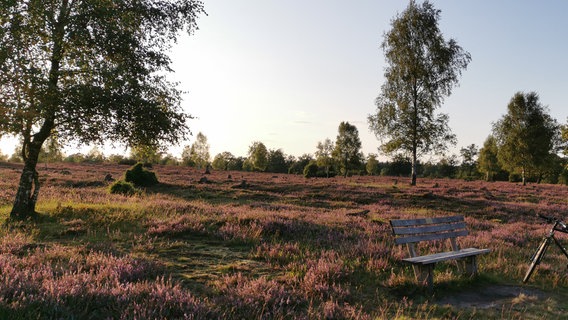 Ein Fahrrad steht an einer Bank in der Lüneburger Heide. © NDR Foto: Helmut Lenz