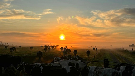 "Nach dem Melken der Sonne entgegen" nennt Gerhard Hensmann aus Tergast (Landkreis Leer) sein Bild. © NDR 