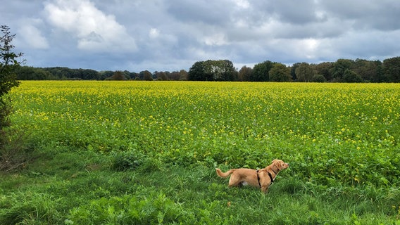 Ein Hund steht vor einem Rapsfeld. © NDR Foto: Bettina Schmale