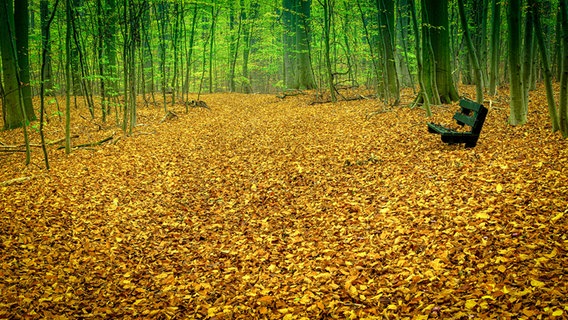 Blick in den Liethwald in Bad Fallingbostel. © NDR Foto: David Travis