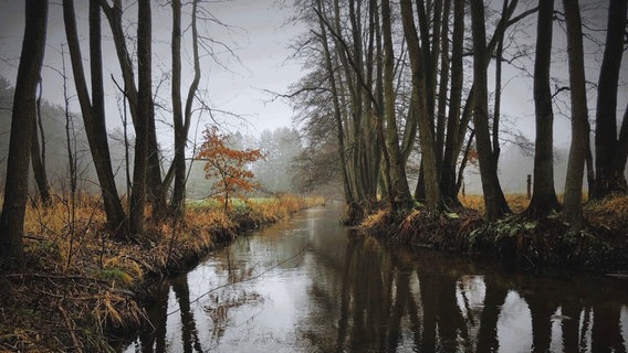 Bäume stehen an einem Januartag am Flussufer der Lopau. © NDR Foto: Renate Hoffrichter