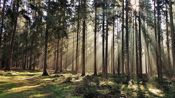 Die Sonne schneint zwischen den Bäumen in einem Wald in Betzendorf. © NDR Foto: Renate Hoffrichter