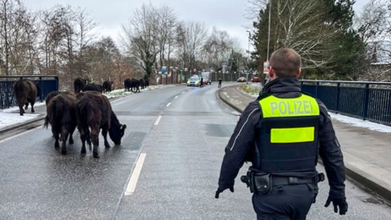 Ein Polizist und entlaufenen Rinder in Winsen (Luhe) © Polizeiinspektion Harburg 