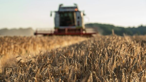 Winter barley is harvested with a combine harvester in the evening hours.  © dpa - Bildfunk Photo: Philipp Schulze