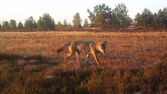 Ein Wolf läuft über ein Feld in der Lüneburger Heide. © Stiftung Naturschutzpark Lüneburger Heide Foto: Steffen Albers