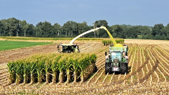 Mais wird auf einem Feld geerntet. © NDR Foto: Birgit Stamerjohanns