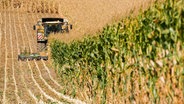 Ein Landwirt erntet mit einem Häcksler ein Maisfeld. © dpa Foto: Julian Stratenschulte