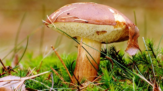 Ein Maronenröhrling steht auf einer Wiese. © picture alliance / Bildagentur-online/McPhoto-Vorbu 