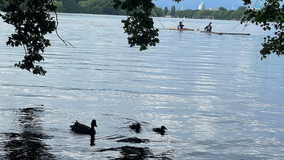 Eine Entenfamile schwimmt auf dem Maschsee während im Hintergrund Kanupolo-Spieler trainieren. © NDR Foto: Philipp Schaper