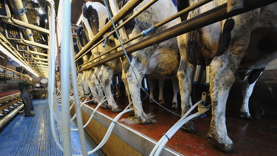 Kühe stehen in der Melkanlage eines landwirschaftlichen Betriebes in Uttum (Landkreis Aurich). © dpa-Bildfunk Foto: Carmen Jaspersen