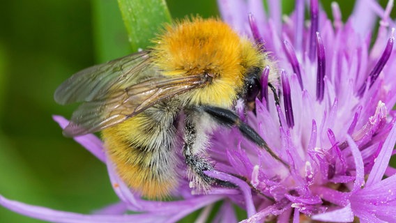 Eine Mooshummel sucht Nektar an einer Flockenblume. © picture alliance / blickwinkel Foto: Frank Hecker