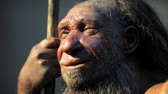Die Nachbildung eines älteren Neandertalers steht im Neanderthal-Museum in Mettmann. © picture alliance Foto: Federico Gambarini