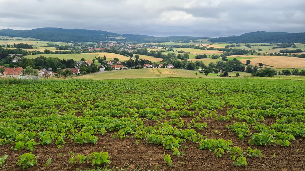 Blick auf ein Soja-Feld in Mielenhausen bei Hann-Münden.