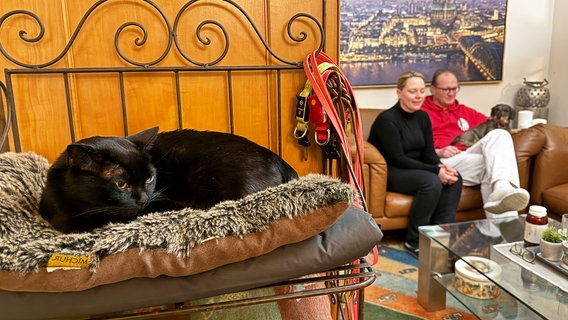 Die Bombay-Katze Aramis liegt auf einem Kissen, im Hintergrund sitzen die Besitzer des Tieres, Catharina Majert und ihr Mann Gunnar (r). © dpa-Bildfunk Foto: Volker Bartels