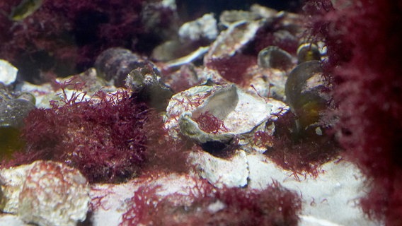 Pazifische Austern liegen in einem Aquarium im Multimar Wattforum in Tönning. © dpa-Bildfunk Foto: Marcus Brandt