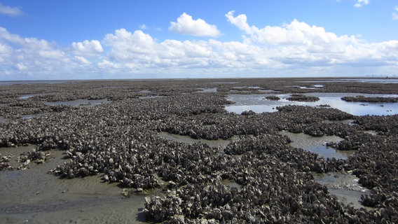 Viele Austern haben sich zu einem Riff gebildet im Nationalpark Niedersächsisches Wattenmeer. © Senckenberg Gesellschaft für Naturforschung Foto: C. J. Hitzegrad